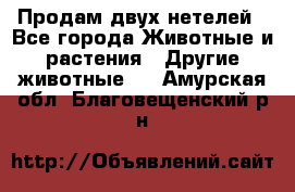 Продам двух нетелей - Все города Животные и растения » Другие животные   . Амурская обл.,Благовещенский р-н